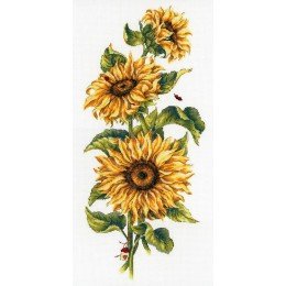 MP Studia - Sunflowers