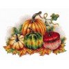 MP Studia - Colorful pumpkins