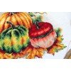 MP Studia - Colorful pumpkins