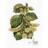 MP Studia - Gifts of nature. Linden