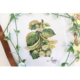 MP Studia - Gifts of nature. Linden