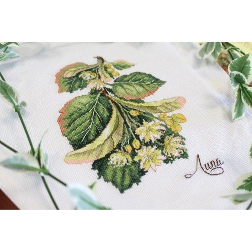 MP Studia - Gifts of nature. Linden
