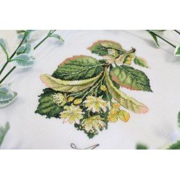 MP Studia - Gifts of nature. Linden