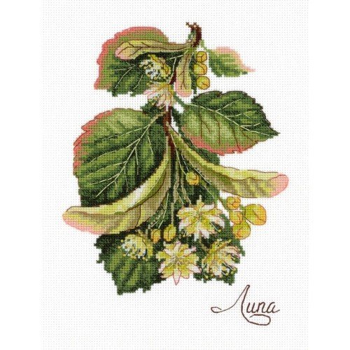 MP Studia - Gifts of nature. Linden