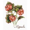 MP Studia - Gifts of nature. Cloudberry