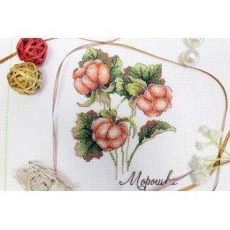 MP Studia - Gifts of nature. Cloudberry
