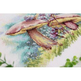 MP Studia - In the summer forest