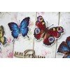 MP Studia - Bright butterflies