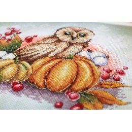 MP Studia - Owl on a pumpkin