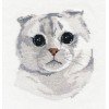 Oven - Scottish fold