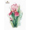Oven - Pink iris