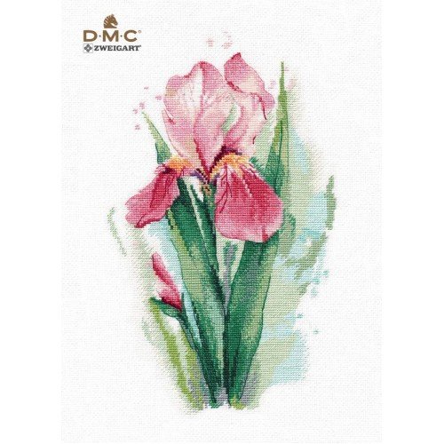 Oven - Pink iris