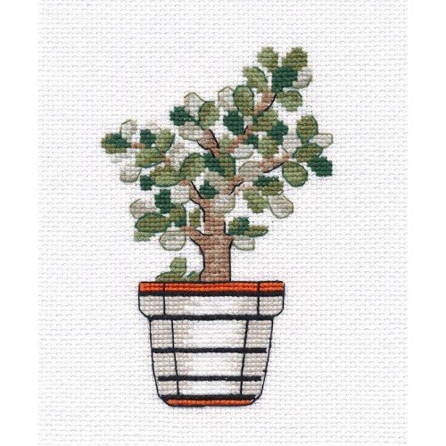 Oven - Crassula