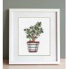 Oven - Crassula