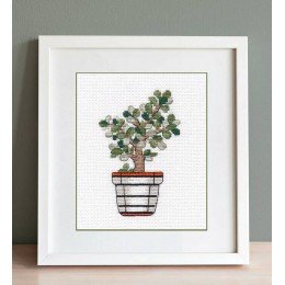 Oven - Crassula