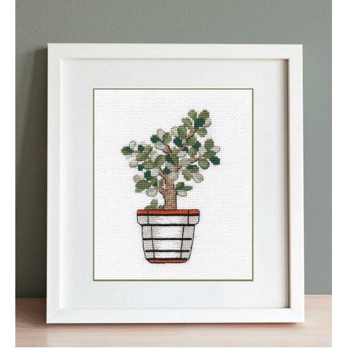 Oven - Crassula