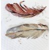 Oven - Plumas