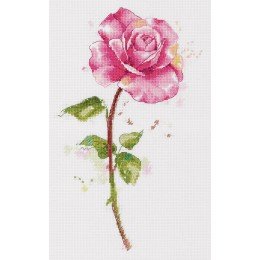 Panna - Watercolour Rose