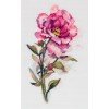 Panna - Watercolour Peony