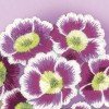 Riolis - Primroses. Satin Stitch