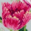 Riolis - Tulipanes de primavera