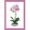 Riolis - Lilac Orchid