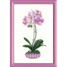 Riolis - Lilac Orchid