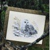 Riolis - White Owl