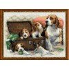 Riolis - Canine Family