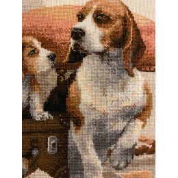 Riolis - Familia canina