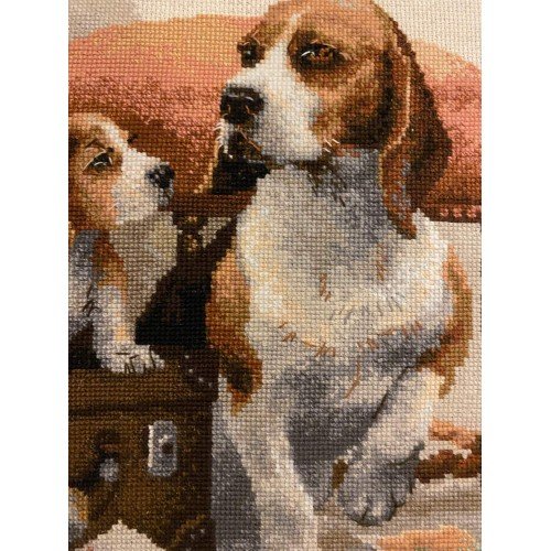 Riolis - Canine Family