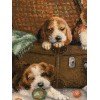 Riolis - Canine Family