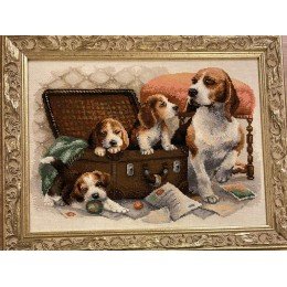 Riolis - Familia canina