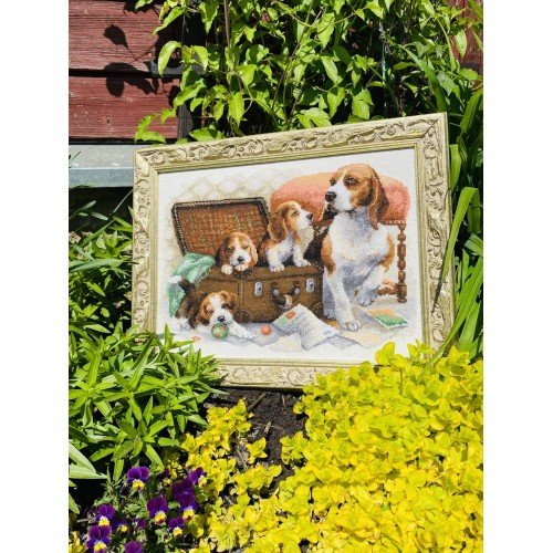 Riolis - Canine Family