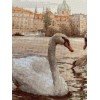 Riolis - Swans. Prague