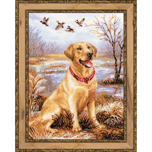 Riolis - Labrador