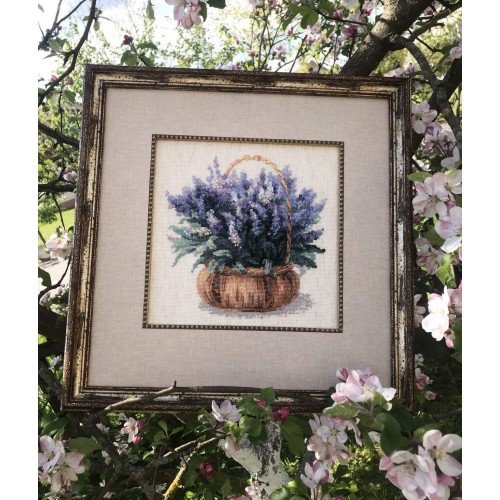 Riolis - French Levander