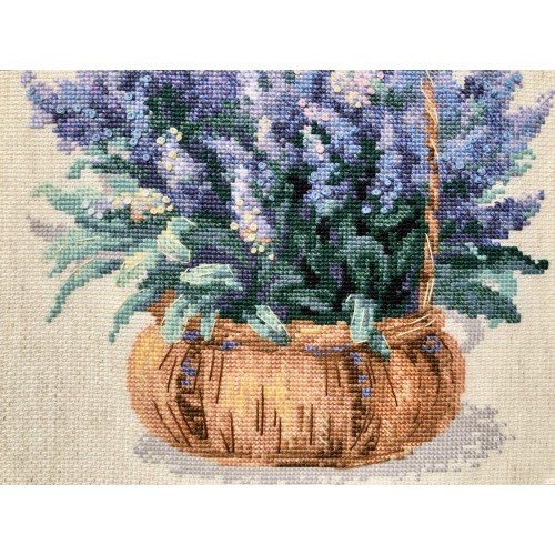 Riolis - French Levander