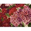Riolis - Sweet William