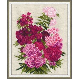 Riolis - Sweet William
