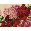 Riolis - Sweet William
