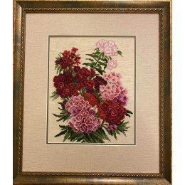 Riolis - Sweet William