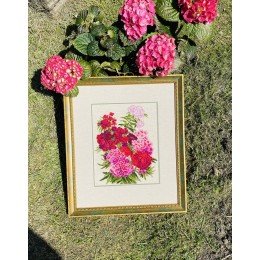 Riolis - Sweet William