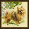 Riolis - Pomerania