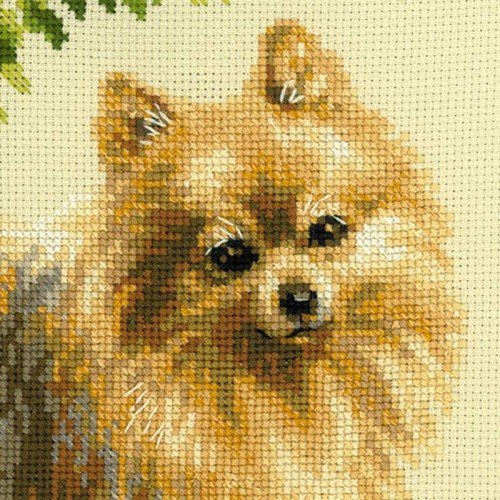 Riolis - Pomerania