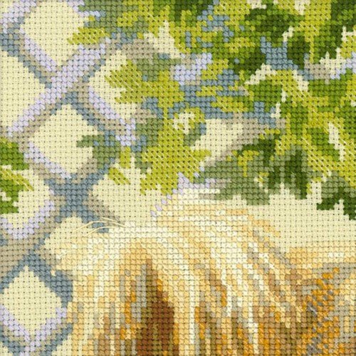 Riolis - Pomerania