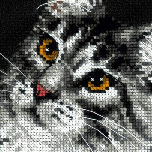 Riolis - Mapache de Maine