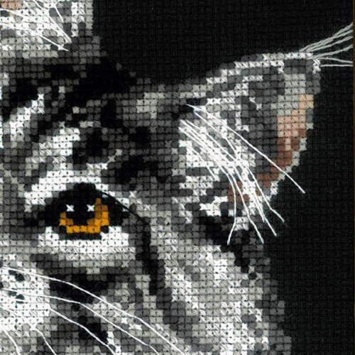 Riolis - Mapache de Maine