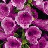 Riolis - Foxgloves