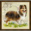 Riolis - Sheltie